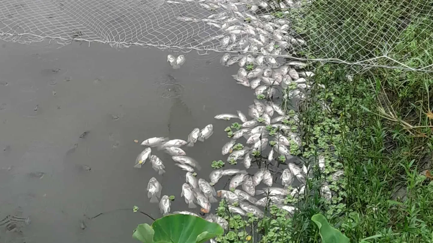 কাপাসিয়ায় পুকুরে বিষ ঢেলে মাছ মেরে ফেলার অভিযোগ
