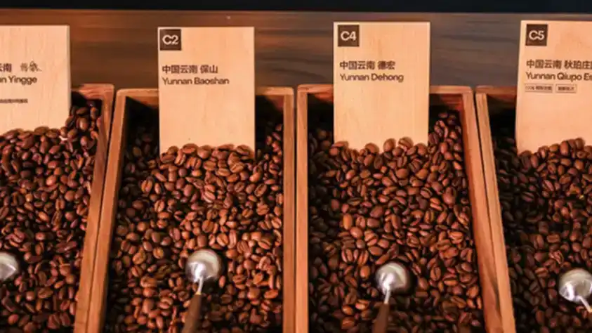 ইয়ুননানে গ্রিড কফির শরৎ উৎসব