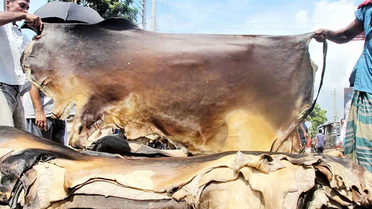 গরুর চামড়ার দাম ২০২৫ : কোরবানির পশুর চামড়ার নতুন দাম নির্ধারণ