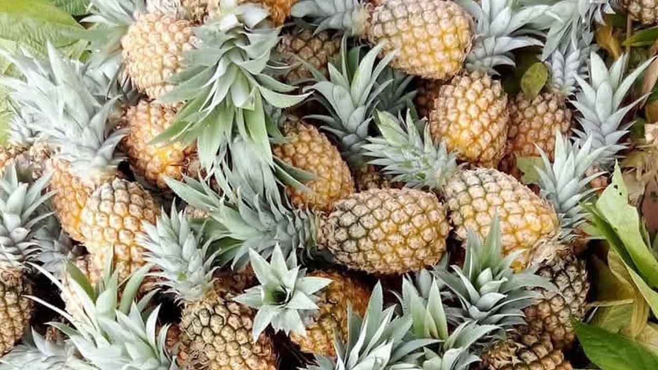 আনারস সংরক্ষণে নেই হিমাগার, বেড়েছে চাষীর সংখ্যা আনারস সংরক্ষণে নেই হিমাগার, বেড়েছে চাষীর সংখ্যা