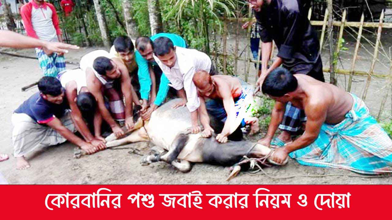 কোরবানির পশু জবাই করার নিয়ম, পদ্ধতি ও দোয়া