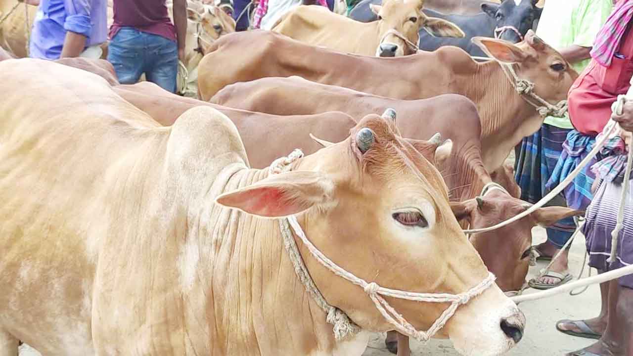 কোরবানির গরু কেমন হওয়া উচিত | ইসলামি নির্দেশনা ও শর্তসমূহ