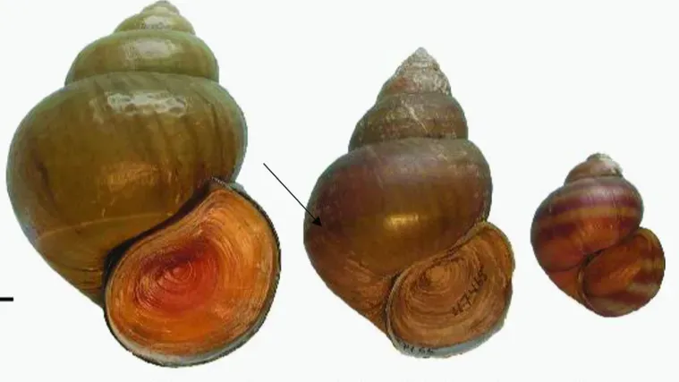 শতবর্ষ পর বিরল স্বাদুপানির শামুকের সন্ধান চীনে