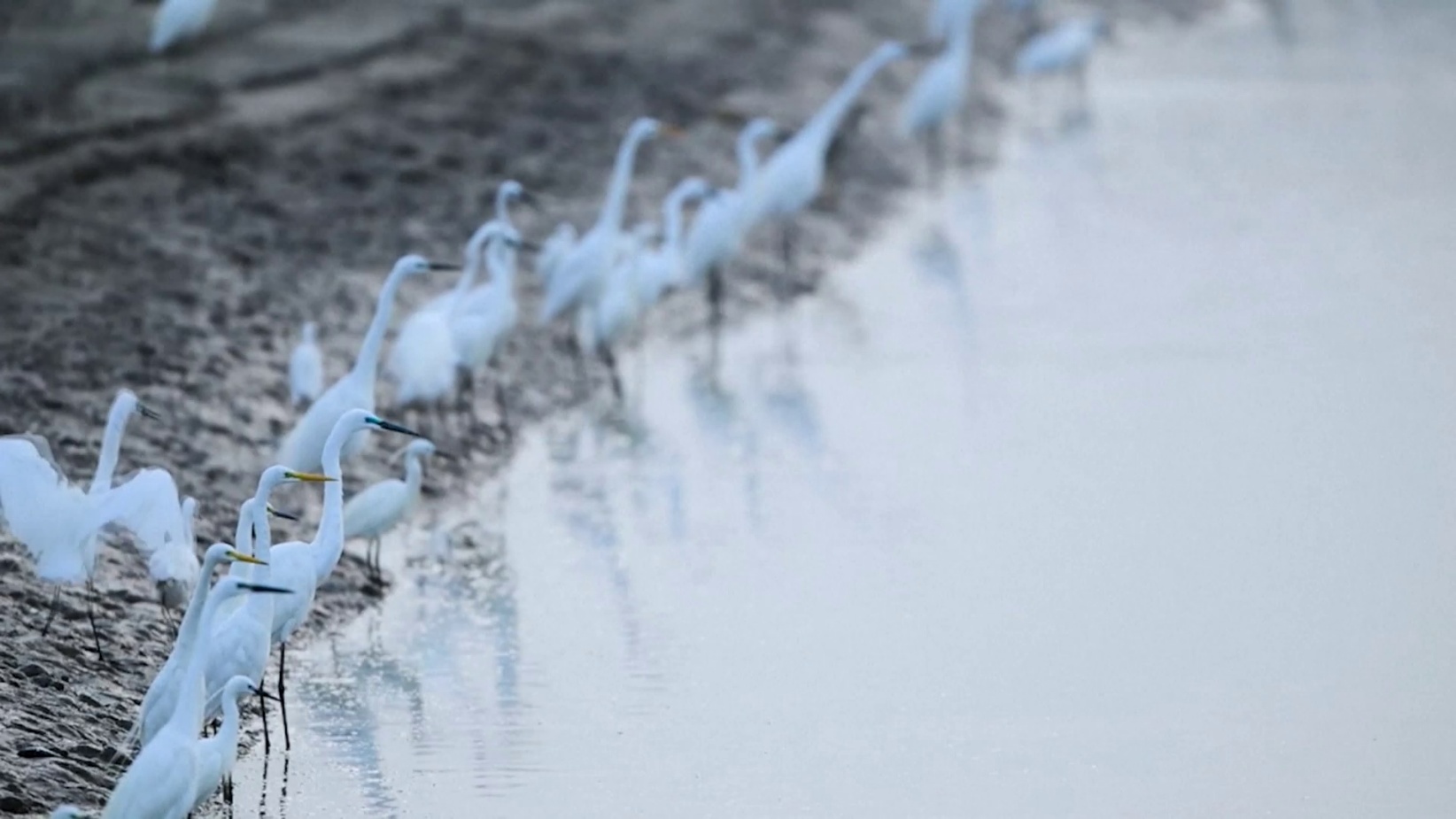 গোলাপি-সাদায় সেজেছে চীনের জলাভূমির আকাশ