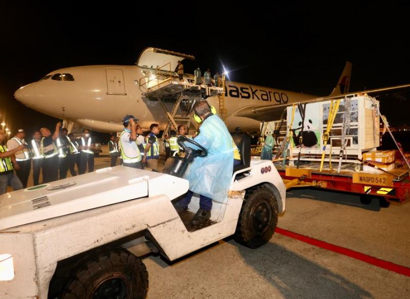 মালয়েশিয়ায় পৌঁছেছে নতুন পান্ডা জুটি ‘ছেন সিং’ ও ‘সিয়াও ইউয়ে’