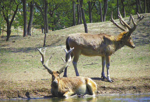 চীনের মিলু হরিণ সংরক্ষণ প্রচেষ্টা প্রশংসিত হলো আন্তর্জাতিক মহলে