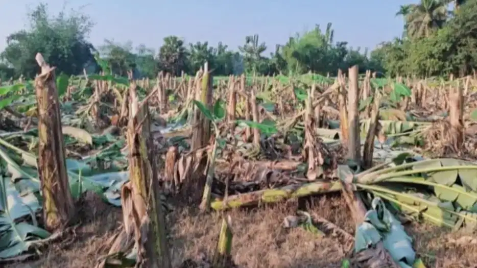 কাপাসিয়ায় কৃষকের দেড় বিঘা জমির কলা গাছ কেটেছে দুবৃত্তরা