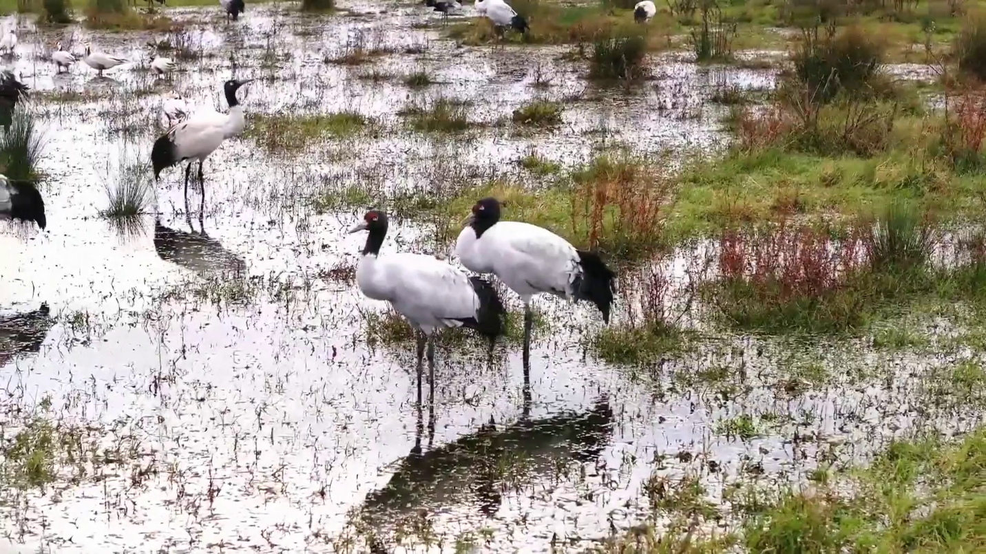 পরিবেশ রক্ষায় চীনের সফলতার কথা বলছে পরিযায়ী পাখিরা