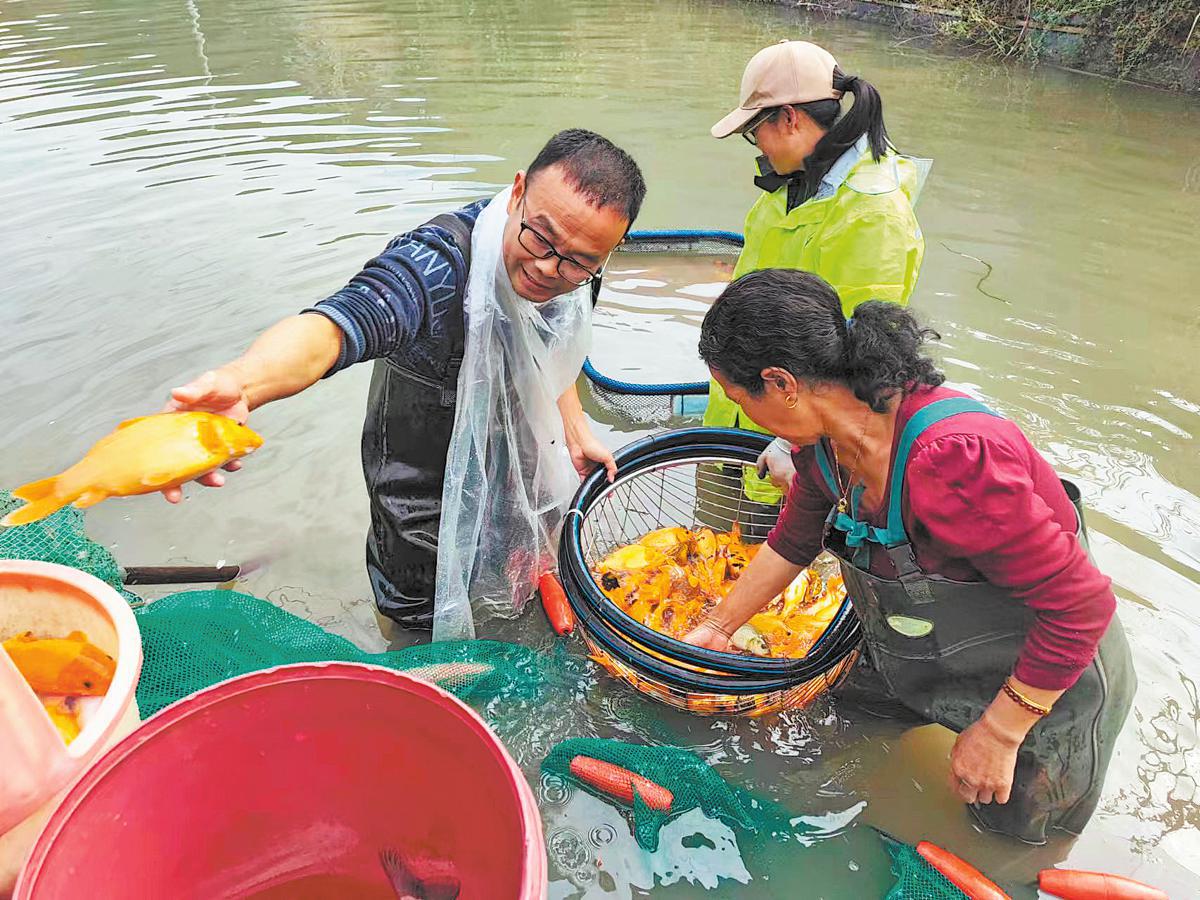 প্রাচীন ধান-মাছ মিশ্র চাষে প্রাণ ফিরে পেল ছিংথিয়ানের পাহাড়ি সোপান