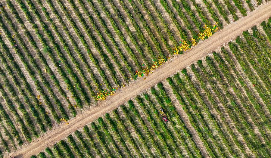 চীনের নিংসিয়ায় প্রথমবারের মতো আঙুর বাগানে কার্বন ক্রেডিট লেনদেন