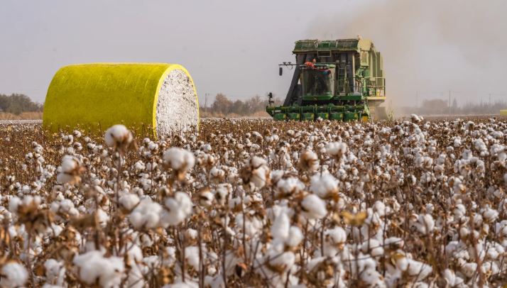 চীনে তুলা উৎপাদন বেড়েছে