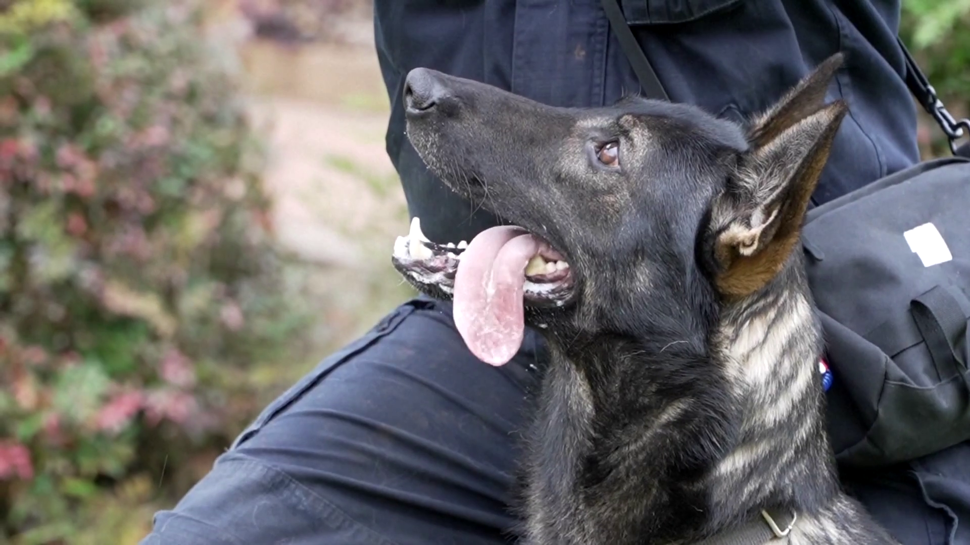 চীনা ডগ-স্কোয়াডে বাড়ছে খুনমিং জাতের কুকুর