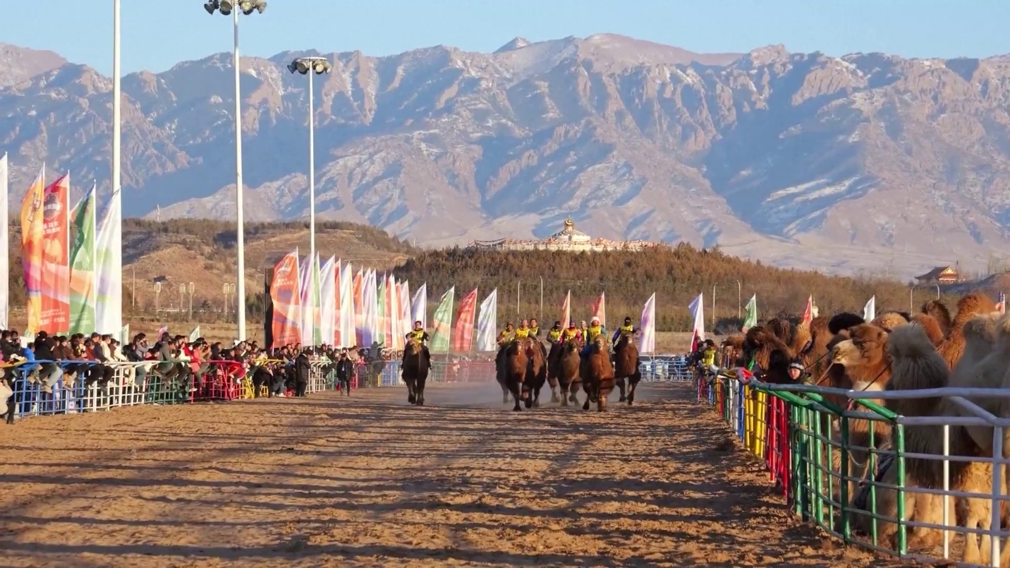 চীনের উত্তরাঞ্চলের ইনার মঙ্গোলিয়ায় ক্যামেল সুপার লিগ শুরু
