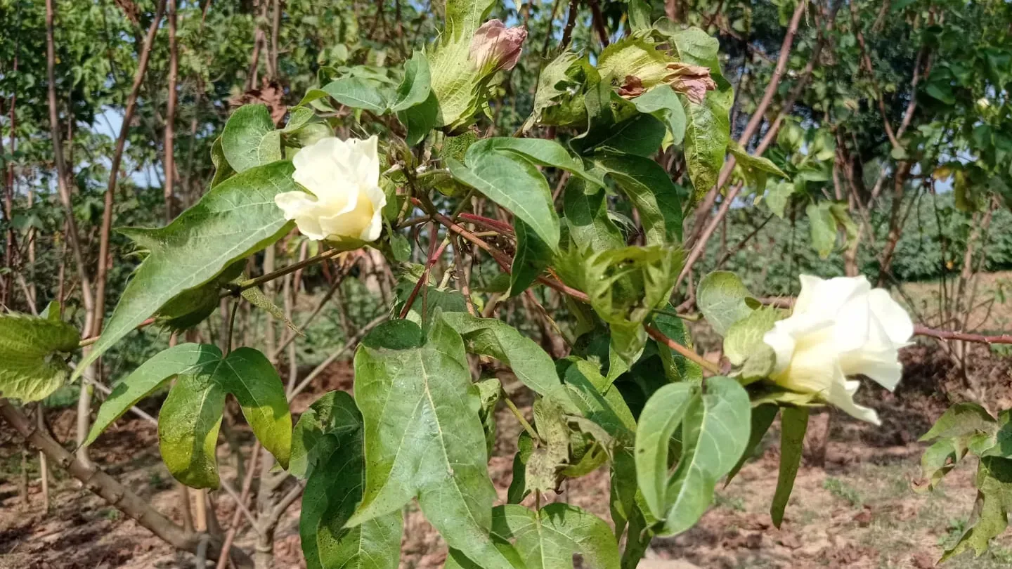 গাজীপুরে ফুটে উঠল ফুটি কার্পাস: মসলিন পুনরুদ্ধারে আলো দেখছেন গবেষকরা 