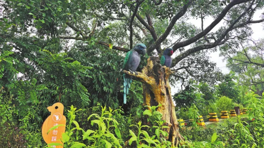 ইয়ুননানের তোতা গ্রাম: ডানায় উড়ে আসে ভাগ্যের রোদ