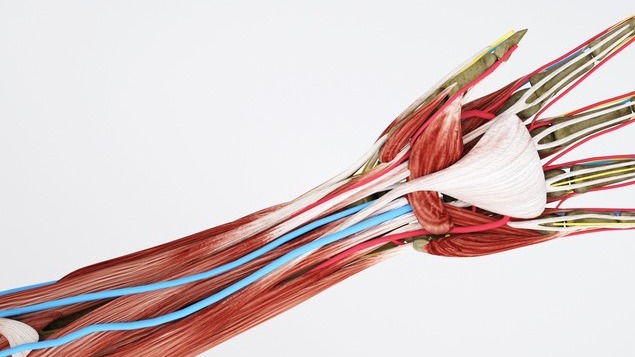 চীনের নতুন আবিষ্কার, পেশি সারাবে স্বয়ংক্রিয় ডিভাইস