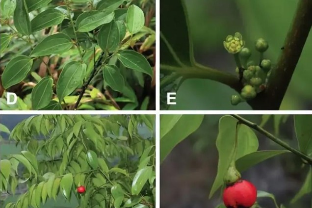 চীনে লেবুর ঘ্রাণযুক্ত নতুন গাছ আবিষ্কার