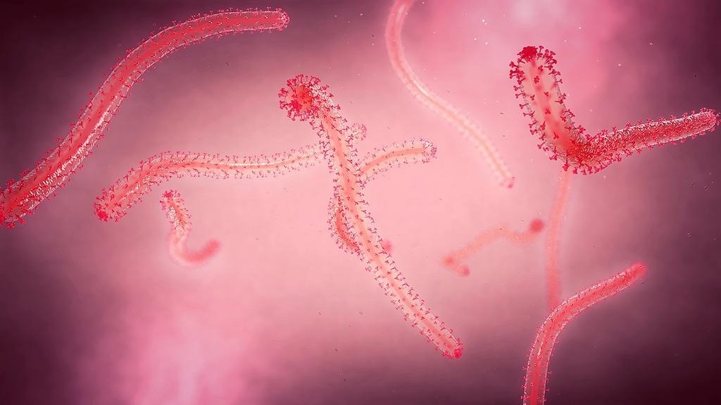 ইবোলা ভাইরাসের গুরুত্বপূর্ণ জিনগত পরিবর্তন