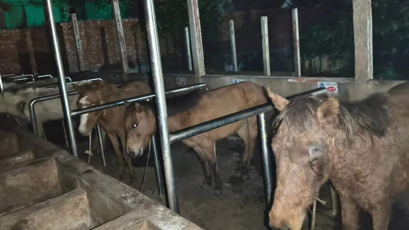 কাপাসিয়ার খামার থেকে ঘোড়ার মাংস ও জীবিত ঘোড়া উদ্ধার, যায় কোথায়?