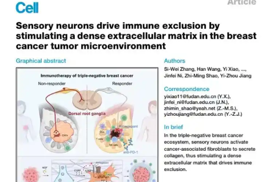 ওষুধ প্রতিরোধী স্তন ক্যান্সারের সমাধান-সূত্র পেলেন চীনা বিজ্ঞানীরা