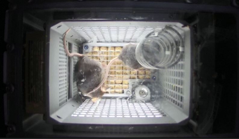 কক্ষপথে টিকে থাকার কৌশল জানালেন শেনচৌ-২০ নভোচারীরা