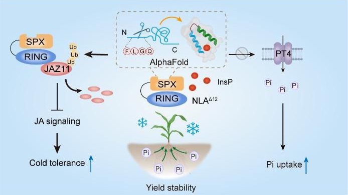 ঠান্ডা সহনশীল ও অধিক পুষ্টির ভুট্টা উৎপাদনের কৌশল আবিষ্কার চীনে