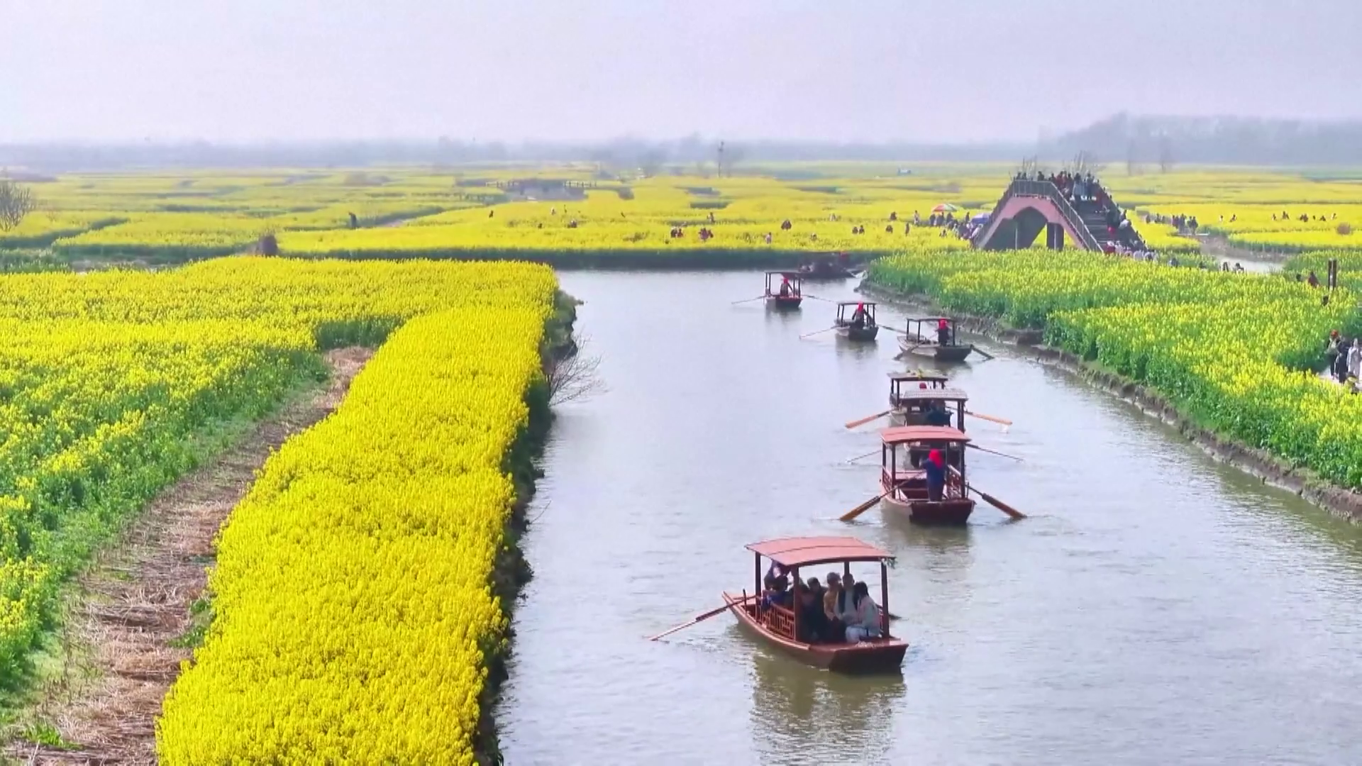 পূর্ব চীনে রেপসিড ফুলের সমারোহ