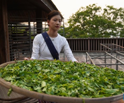 চিংমাইয়ের ছাদ যেন এক একটি চা বাগান