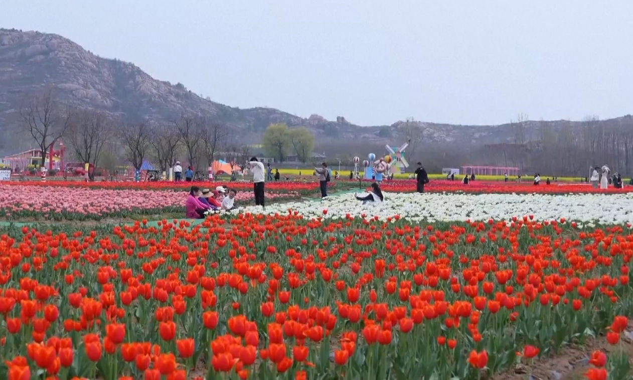 চীনের হ্যনানে রঙিন টিউলিপে ভরে উঠেছে প্রকৃতি, দর্শনার্থীদের ভিড়