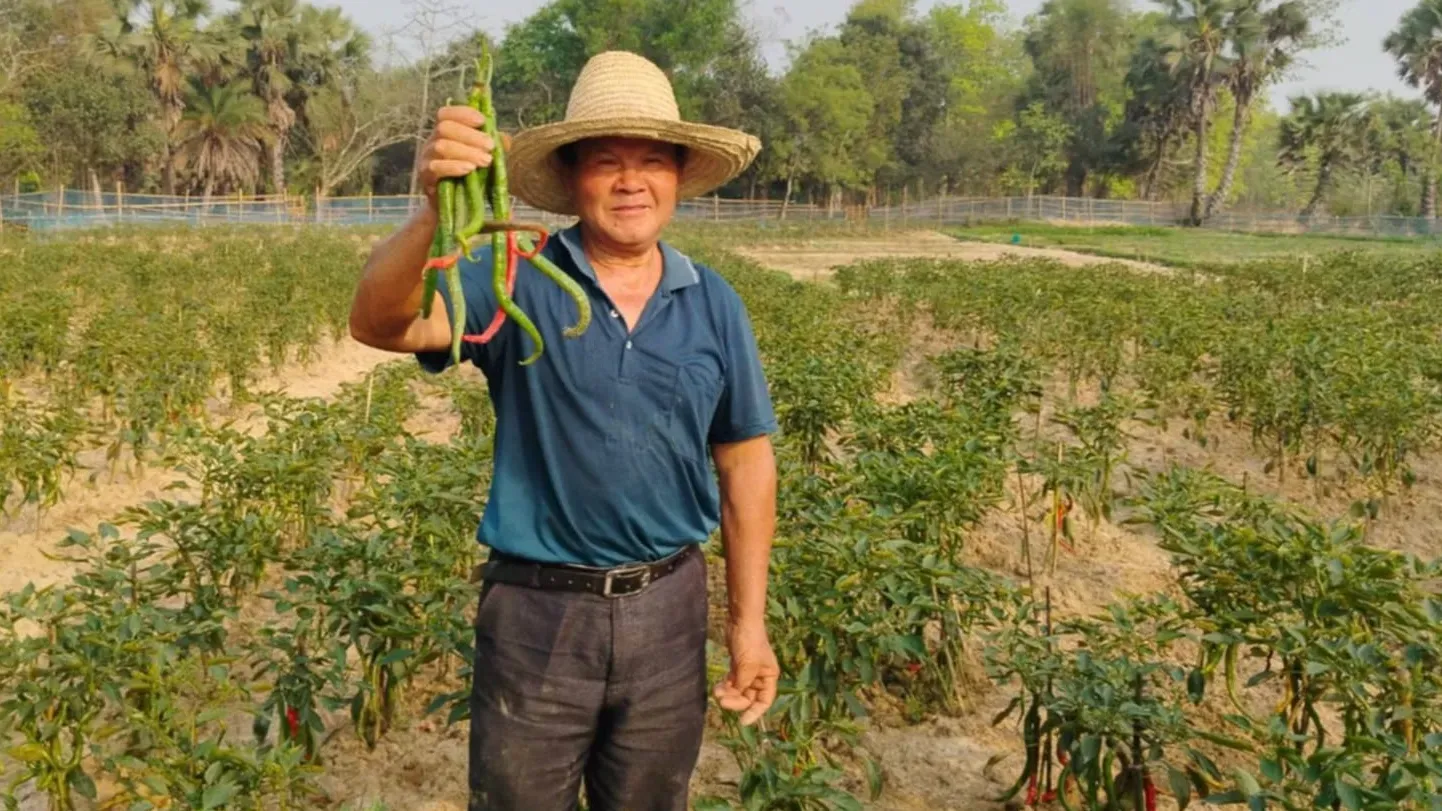 গাজীপুরে চাপাই-কোপাই মরিচ চাষ করে সাড়া ফেলেছেন চীনা নাগরিক