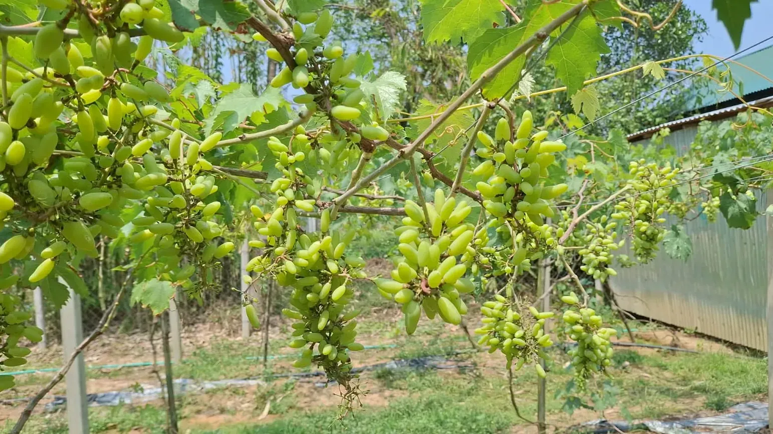 গাজীপুরে প্রকৌশলী রোকনোজ্জামানের আঙ্গুর চাষে চমক
