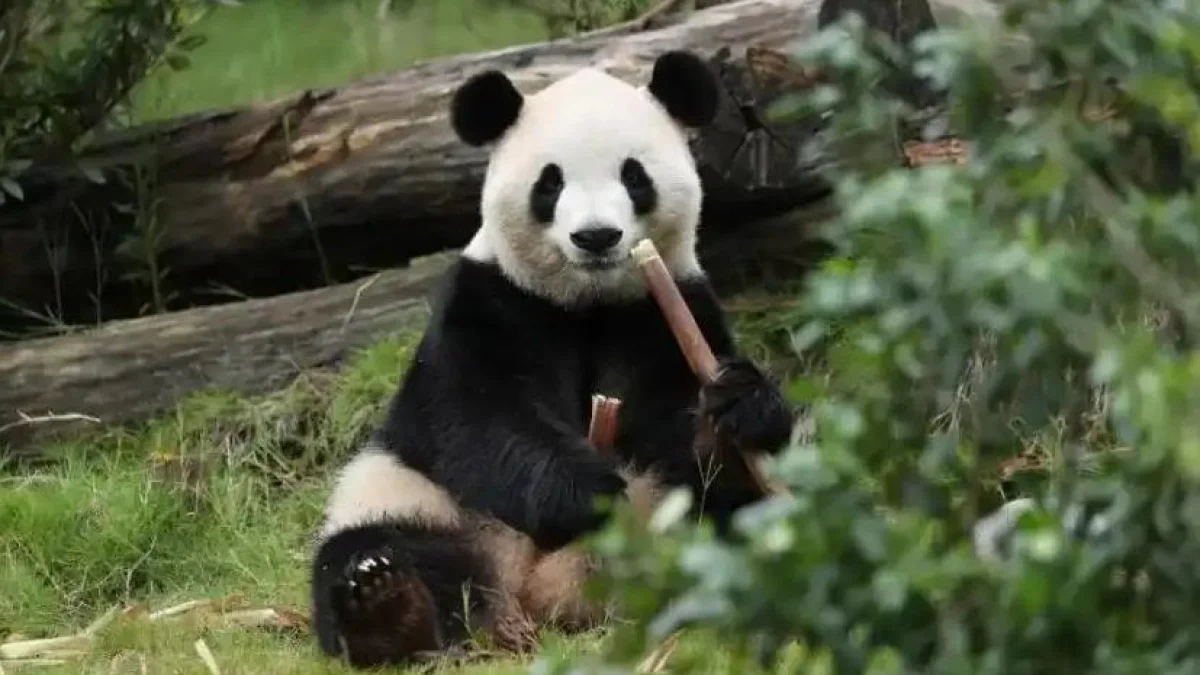 নতুন ১০ বছরের চুক্তিতে যুক্তরাষ্ট্রে যাচ্ছে চীনের জায়ান্ট পান্ডা