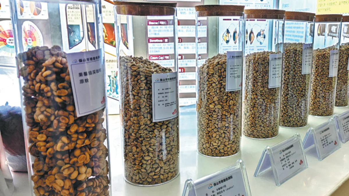 ছত্রাকের জাদুতে ইয়ুননানের কফিতে নতুন স্বাদ