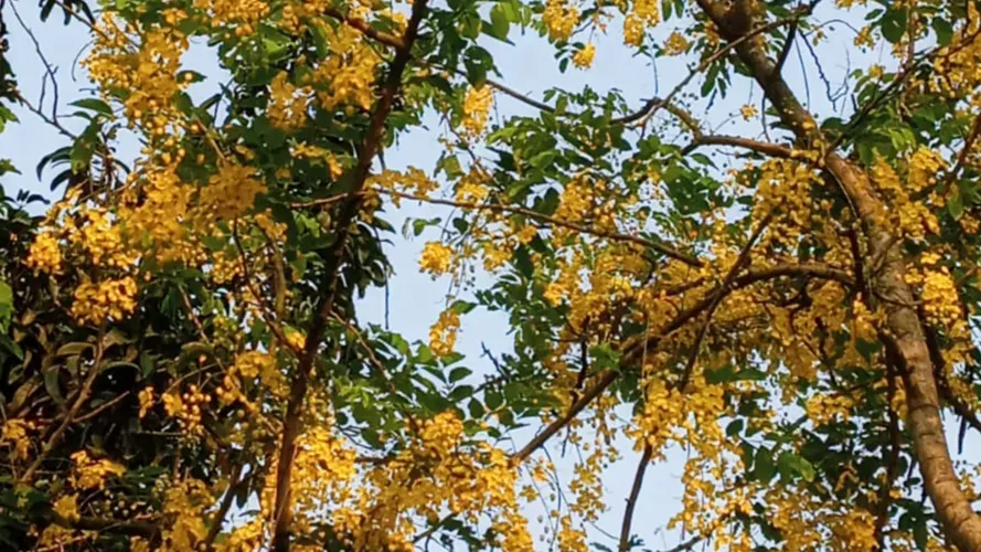 প্রকৃতিতে গাছে গাছে শোভা পাচ্ছে সোনালু ফুল