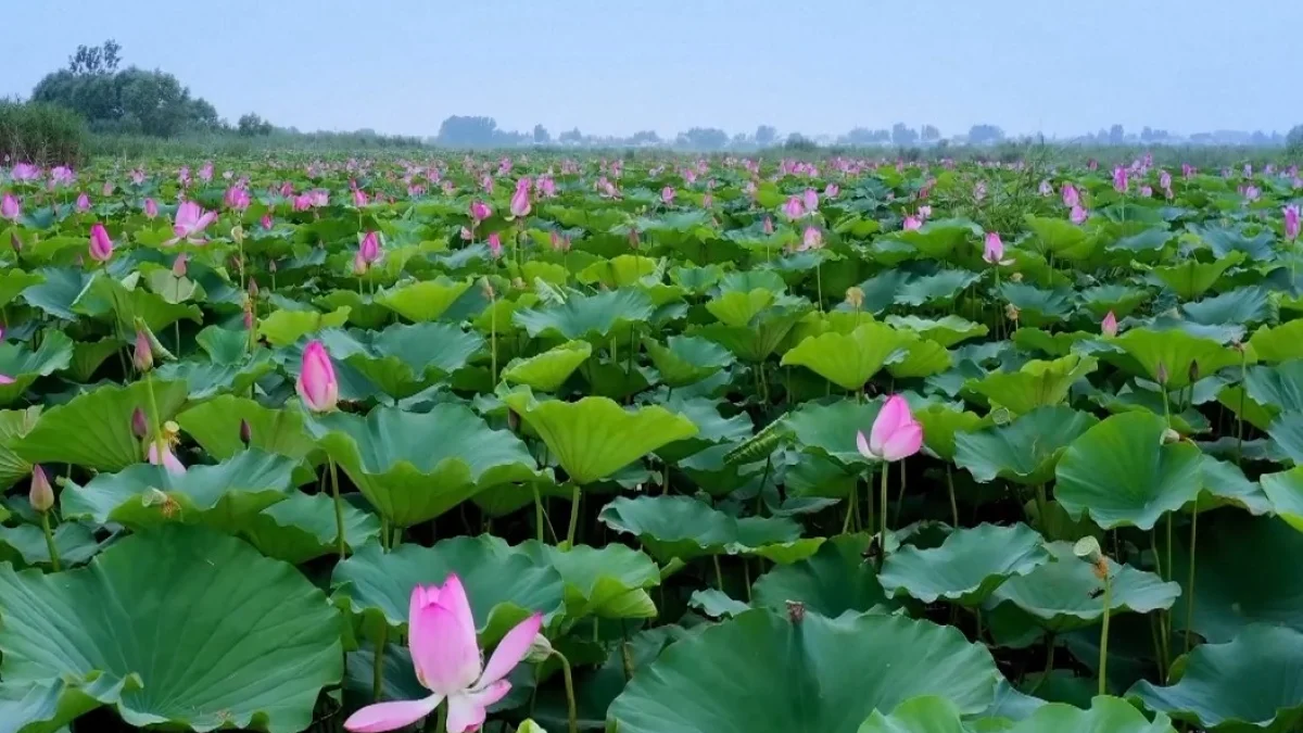 বিপন্ন হাঁসের প্রত্যাবর্তন, আশার আলো পাইইয়াংতিয়ানে