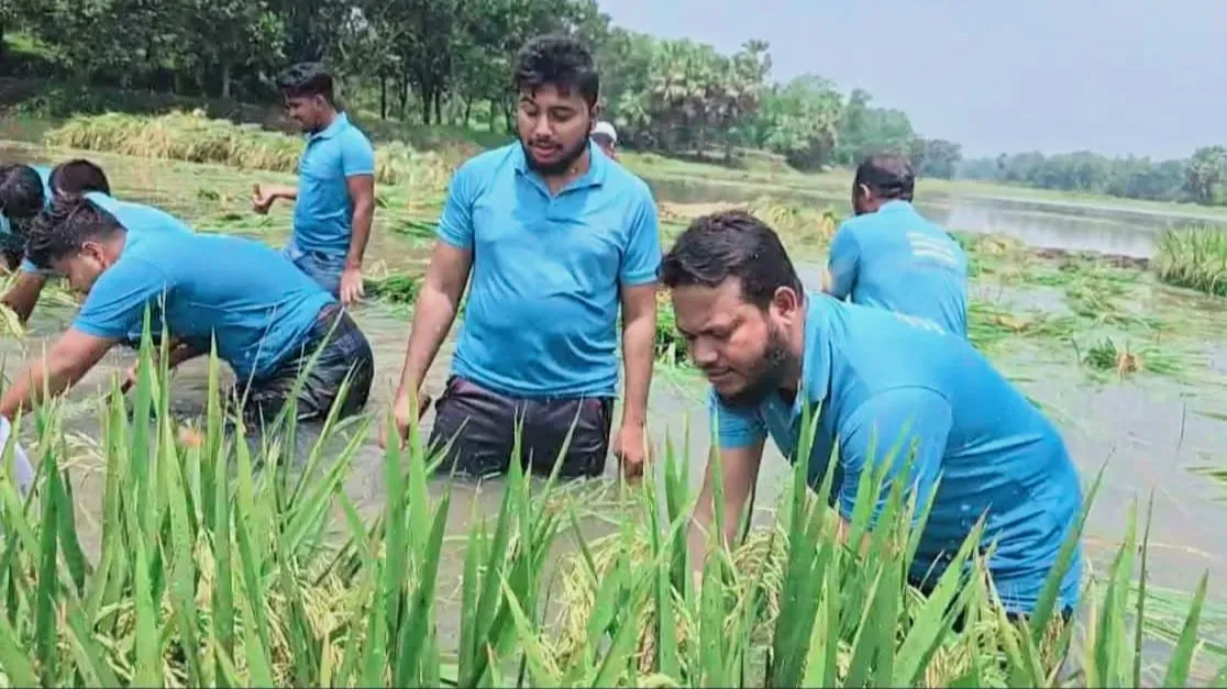কাপাসিয়ায় কৃষকের ধান কেটে দিলেন এমপি সালাহউদ্দিন আইউবী 