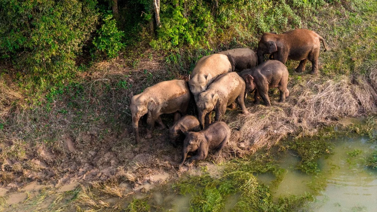 চীনে বন্য এশীয় হাতির সংখ্যা বেড়ে প্রায় ৪০০