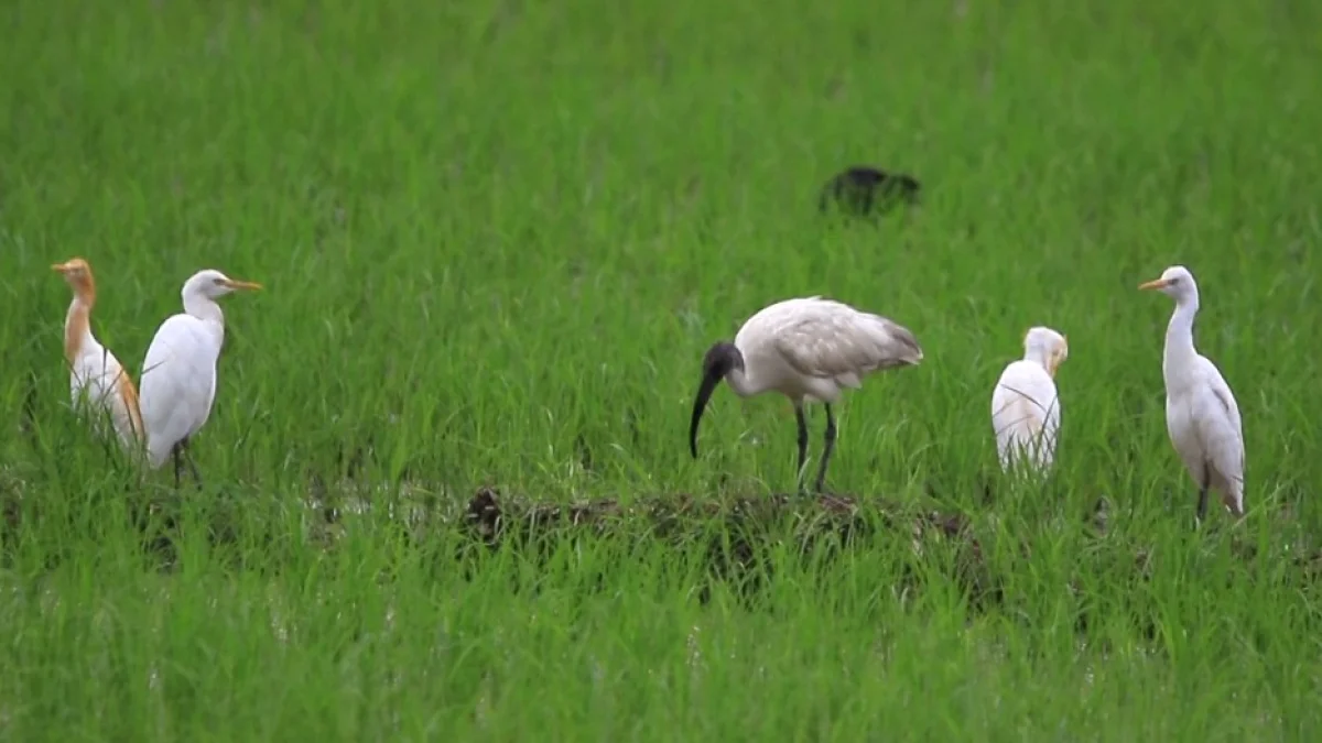 ইয়ুননানে মিলল বিরল কালোমাথা আইবিস