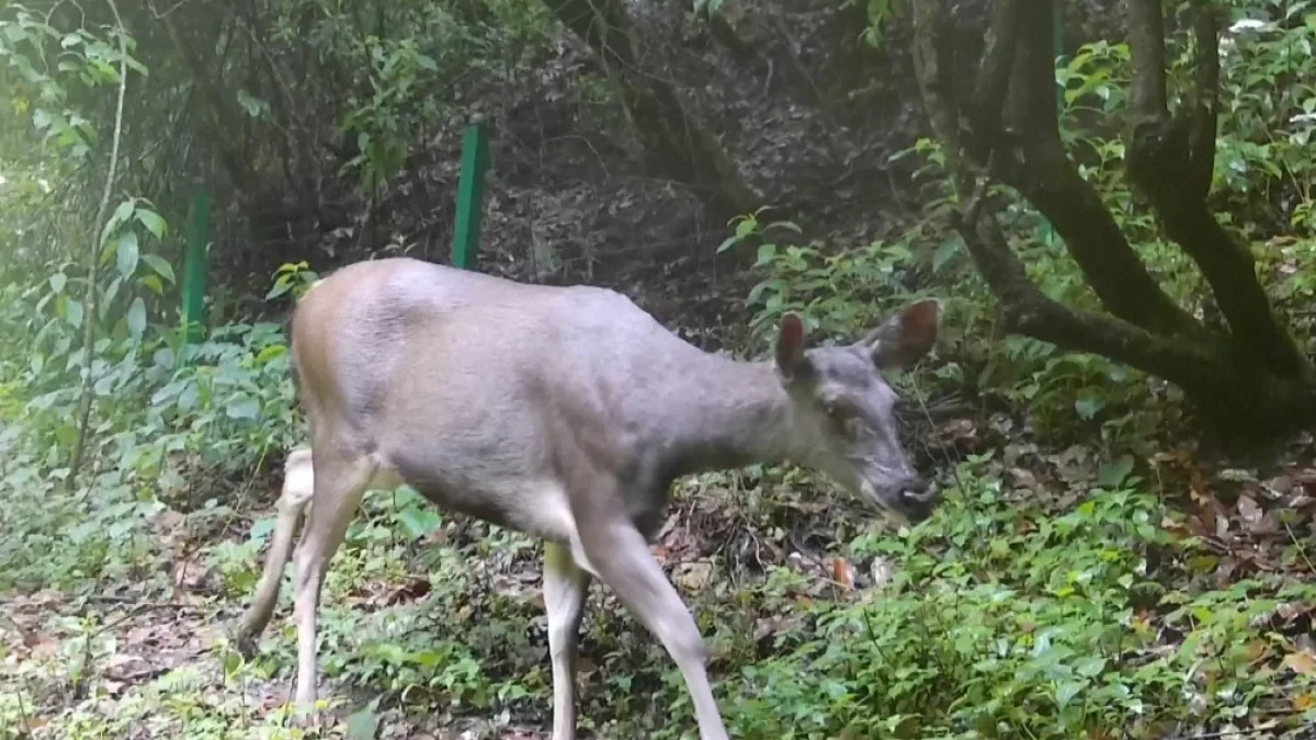 ইয়ুননানে হাতির অবাধ বিচরণ, ক্যামেরায় সাম্বার পরিবার