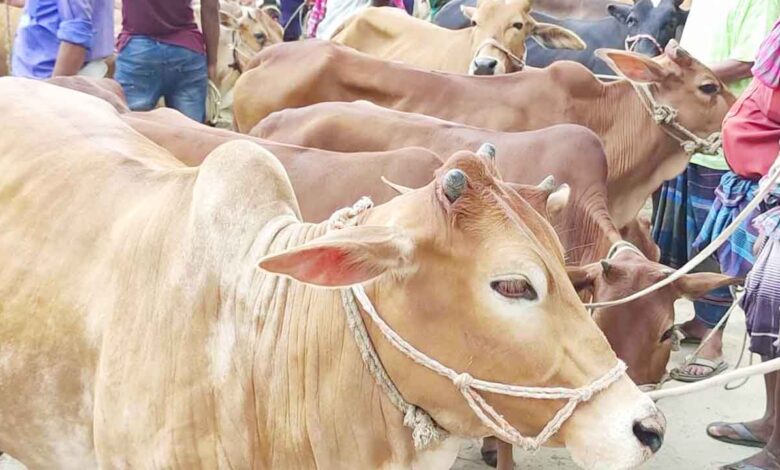 কোরবানির গরু কেমন হওয়া উচিত | ইসলামি নির্দেশনা ও শর্তসমূহ
