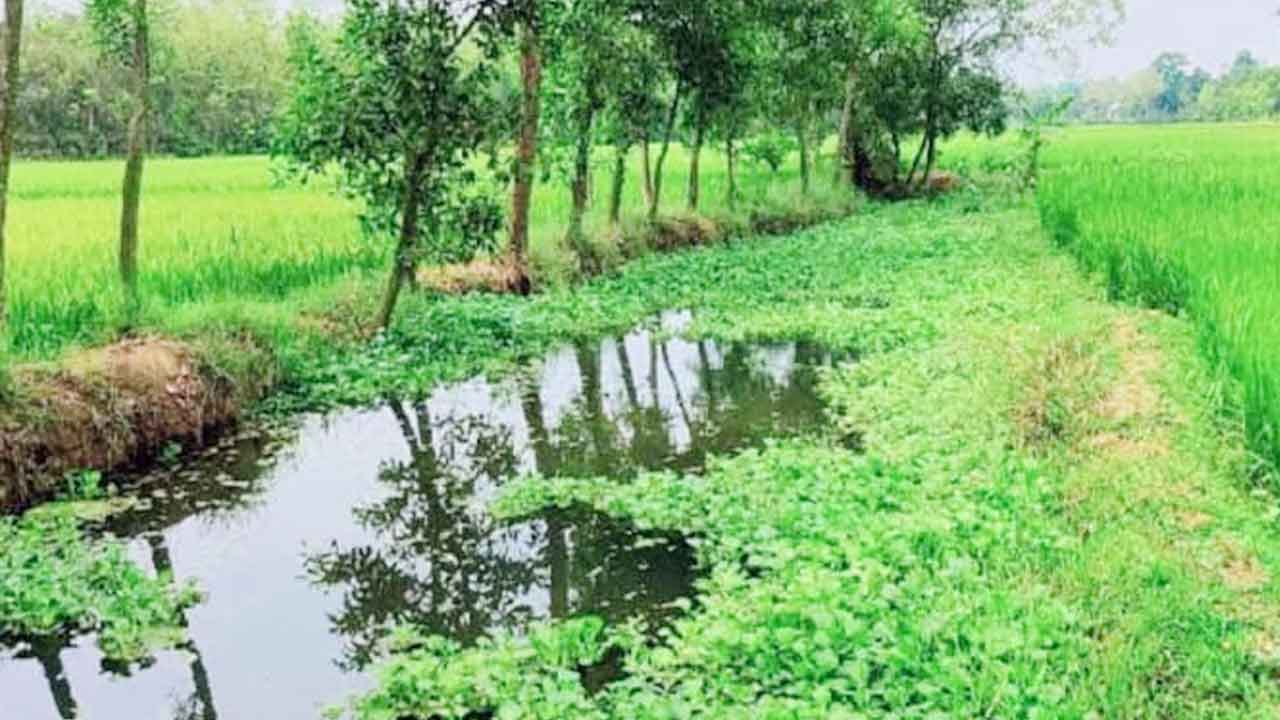 শ্রীপুরের স্বচ্ছ পানির চিংড়ি খাল এখন শুধুই স্মৃতির প্রতীক